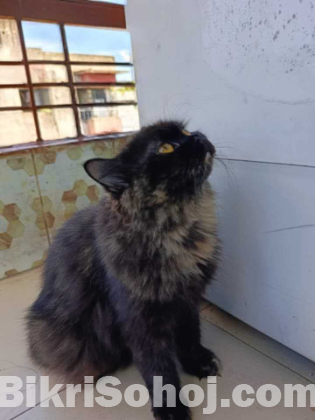 Traditional Persian Cat